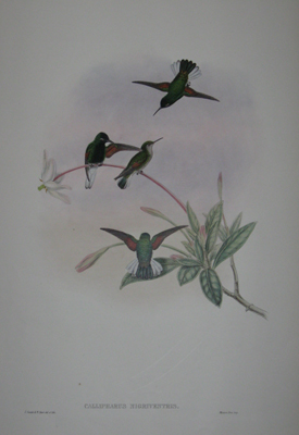 (BIRDS). GOULD, John [1804-1881]. Callipharus Nigriventris [Black-bellied Hummingbird]. J. Gould and & W. Hart del. et lith. Mintern Bos. imp. [‘A Monograph Of The Trochilidae’. London: 1880-1887].